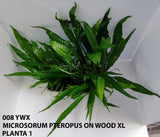 MICROSORUM PTEROPUS ON WOOD XL 008 YWX