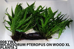 MICROSORUM PTEROPUS ON WOOD XL 008 YWX