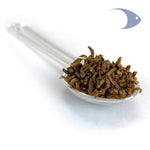 AZOO Blood Worm