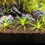 Plant Grower Bed 5.4 kg
