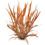 Cryptocoryne Spiralis Red (Nacional)