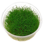 Eleocharis Parvula Mini