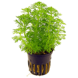 Limnophila Sessiliflora Ambulia (Nacional)