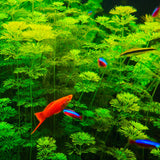 Limnophila Sessiliflora Ambulia (Nacional)