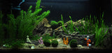 AEGAGROPILA LINNAEL "MARIMO MOSS" 1 PIEZA 000C ST