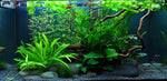 NYMPHOIDES HYDROPHYLLA TAIWAN  041B TC