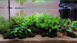 AEGAGROPILA LINNAEL "MARIMO MOSS" 1 PIEZA 000C ST