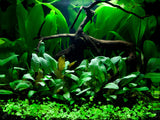 CRYPTOCORYNE WENDTII GREEN (Nacional)