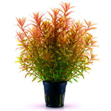 Rotala Rotundifolia (Nacional)