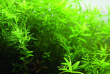 Rotala Green Maceta