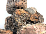 Raptor Stone "Roca Natural"