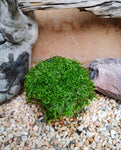 Utricularia graminifolia