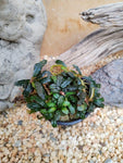 Bucephalandra Mini phantom