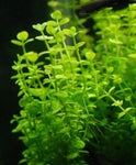 Lindernia Rotundifolia