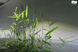 Poaceae 'Purple bamboo' (Nacional)