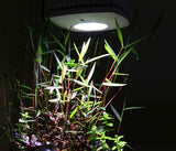 Poaceae 'Purple bamboo' (Nacional)