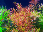 Rotala Vietnam H ́ra