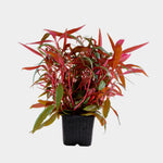 Alternanthera Reineckii Mini "In Vitro"