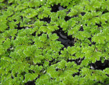 Azolla Flotante (Nacional) Bolsa porción