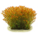 Rotala Vietnam H ́ra
