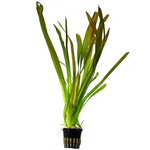 Vallisneria Caulescens