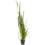 Vallisneria Tiger