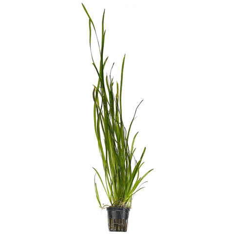 Vallisneria Tiger