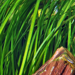 Vallisneria Tiger