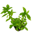 Hygrophila Polysperma "Rosanervig"