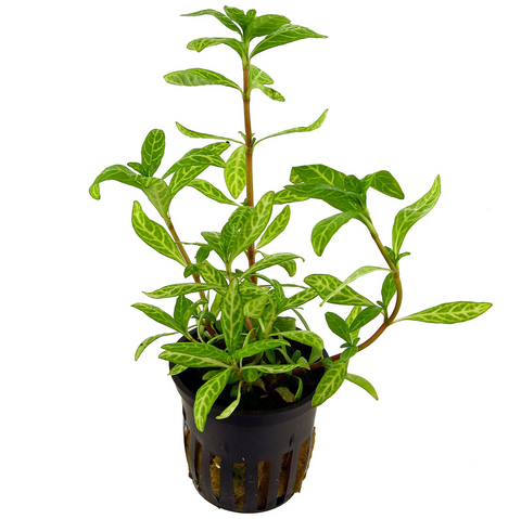 Hygrophila Polysperma "Rosanervig"