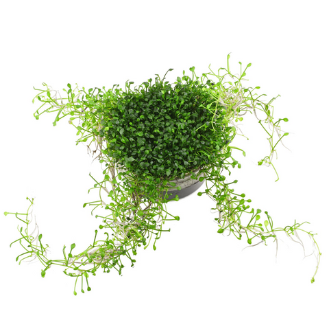 Marsilea Crenata