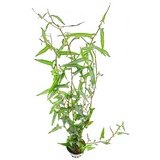 Persicaria Praetermissa