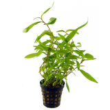 Polygonum Kawagoeanum (Nacional)