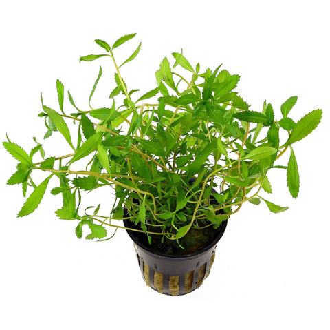 Proserpinaca Palustris