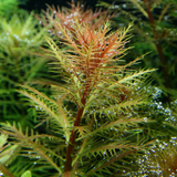 Proserpinaca Palustris
