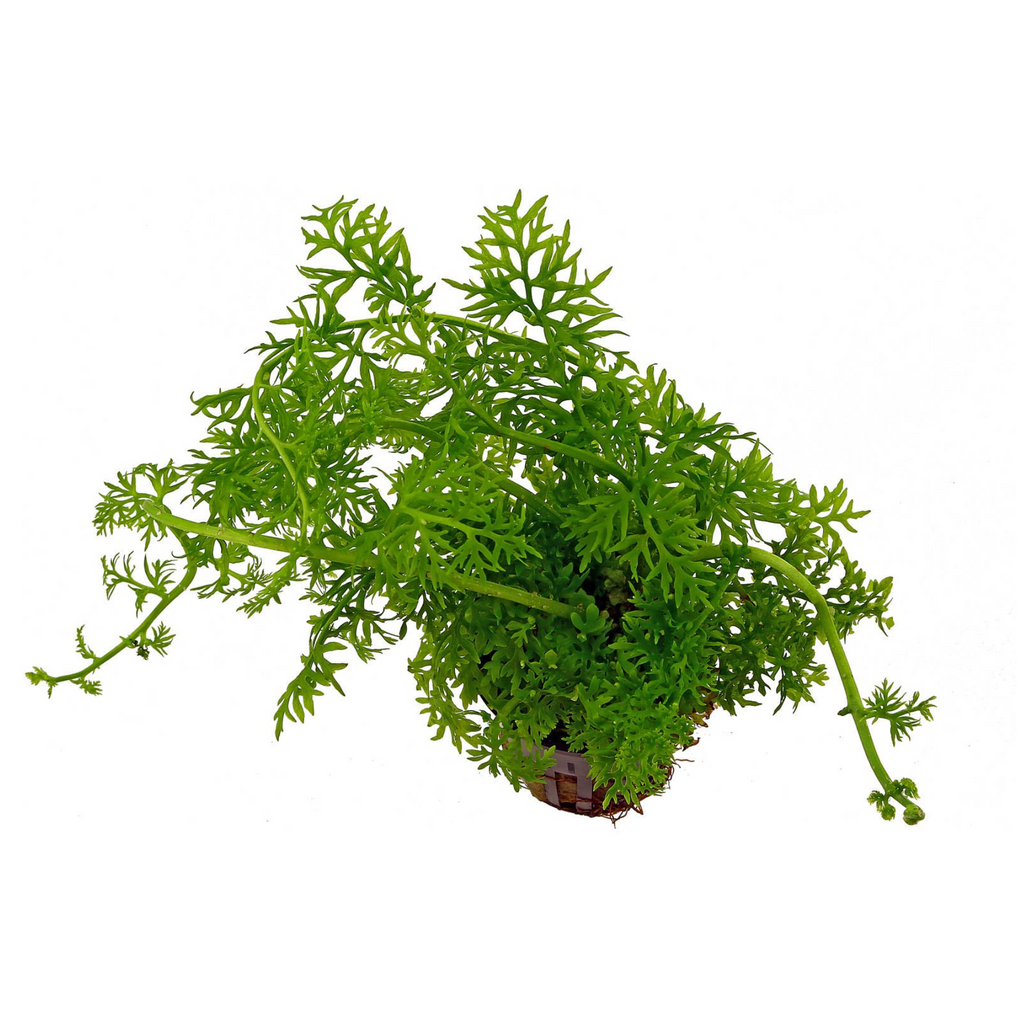 helecho java tridente