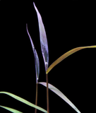 Poaceae 'Purple bamboo' (Nacional)