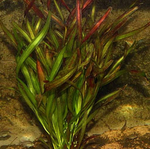 Vallisneria Caulescens