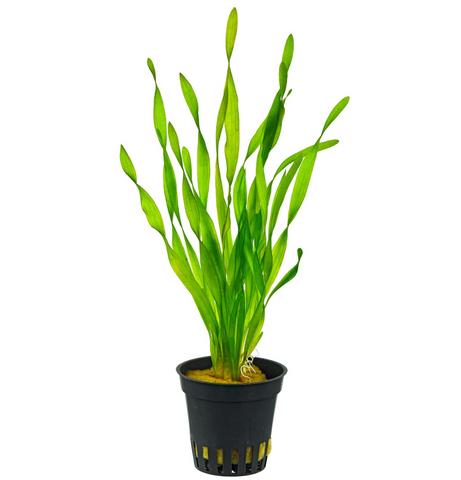 Vallisneria Americana "Biwaensis"