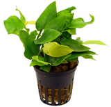Anubias Barteri Round "Golden Coin" (Nacional)