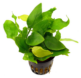 Anubias Barteri Round "Golden Coin" (Nacional)