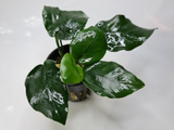 Anubia Thick Leaf