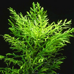 Hygrophila Difformis