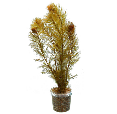 Myriophillum Aquaticum