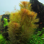 Myriophillum Aquaticum