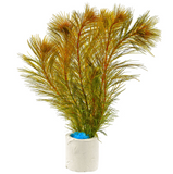 Myriophillum Aquaticum