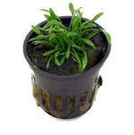 Cryptocoryne Parva