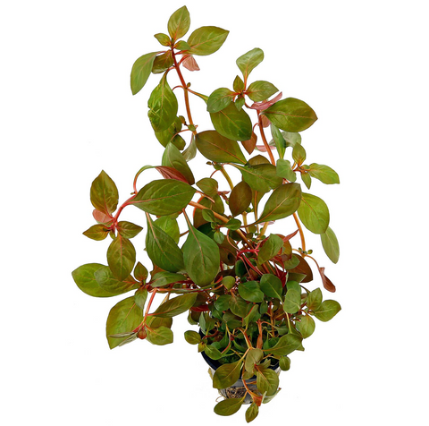 Ludwigia Repens "Rubin"