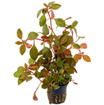 Ludwigia Repens "Rubin"