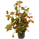 Ludwigia Repens "Rubin"